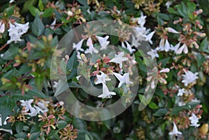 White flowers on green leaves