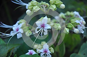 White flowers with green leaves