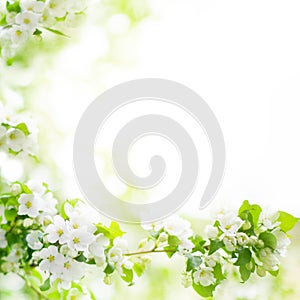 White flowers and green leaves on blurred bokeh background closeup, blooming apple tree branch, spring cherry blossom
