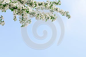 White flowers and green leaves on clear blue sky background close up, blooming apple tree branches corner, beautiful spring cherry