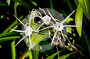 White flowers with green leaves. Spiderlily in Vietnam