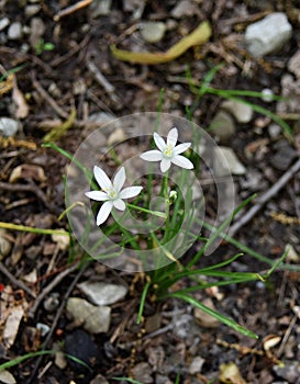 White flowers and green leaves of a star of Bethlehem plant in a forest.