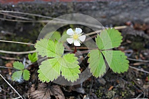 White flowers and green leaves of wild strawberry in front of black ground in the forest, closeup