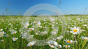 White flowers on a green meadow. Blossoming daisies or ornamental wild flowers on grassland. Slow motion.