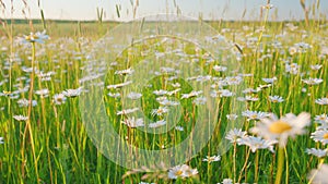 White flowers on a green meadow. Blossoming daisies or ornamental wild flowers on grassland. Slow motion.