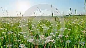 White flowers on a green meadow. Blossoming daisies or ornamental wild flowers on grassland. Wide shot.