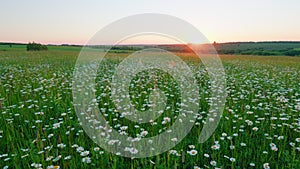 White flowers on a green meadow. Blossoming daisies or ornamental wild flowers on grassland. Wide shot.