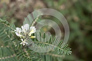 White flowers on green natural blurred bokeh background with copy space