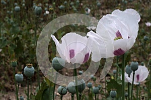 White flowers and green poppy heads of Opium Poppy plant, also called Breadseed Poppy, latin name Papaver Somniferum