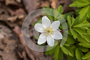 White flowers