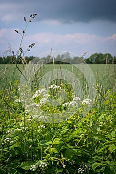 White flowers growing next to rural road and crop field during spring time in SkÃ¥ne Sweden