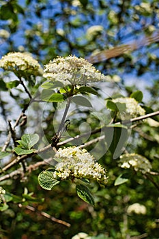 White flowers growing on a tree with green leaves