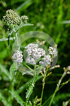 White flowers growing in the wild