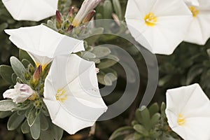 White flowers grown in the country photo