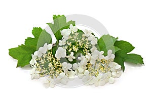 White flowers guelder rose  Viburnum opulus  on white background. Other names: water elder, cramp bark, snowball tree, common