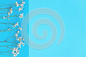 White flowers of gypsophila on the blue color block paper background.