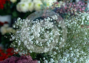White flowers of gypsophila closeup. Blurred and fuzzy plant background. Selective focus