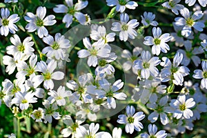 White flowers of Gypsophila repens photo