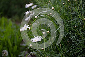 White Flowers and Half Dandelion in Green Garden