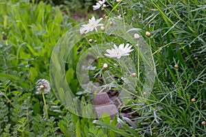 White Flowers and Half Dandelion in Green Garden
