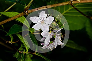 White flowers hanging on a tree with green leaves (Jasmine flower plant in nature) - Macro shot in forest
