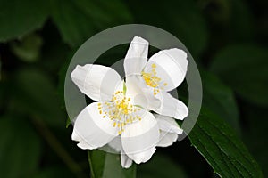 White flowers hanging on a tree with green leaves (Jasmine flower plant in nature) - Macro shot in forest