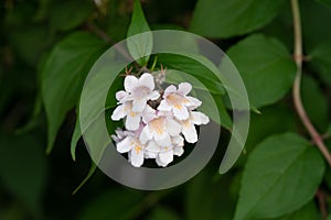 White flowers hanging on a tree with green leaves (Jasmine flower plant in nature) - Macro shot in forest