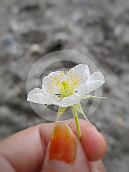 Blanco flores tener pistilo atraer abejas sobre el perca 