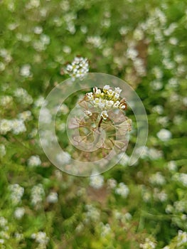 White flowers and heart-shaped on the stems bloom wildly