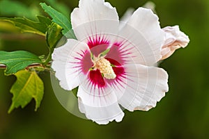 White flowers of Hibiscus grandiflorus, the swamp rosemallow