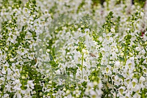 White flowers with honey bee of snapdragon (Antirrhinum majus) on the flowerbed. Antirrhinum majus, also called snapdragon, is an