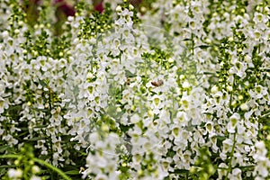 White flowers with honey bee of snapdragon (Antirrhinum majus) on the flowerbed. Antirrhinum majus, also called snapdragon, is an