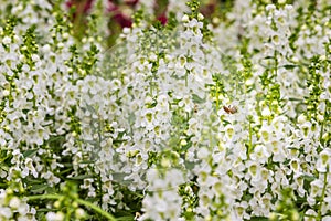 White flowers with honey bee of snapdragon (Antirrhinum majus) on the flowerbed. Antirrhinum majus, also called snapdragon, is an