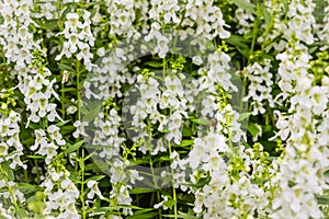 White flowers with honey bee of snapdragon (Antirrhinum majus) on the flowerbed. Antirrhinum majus, also called snapdragon, is an