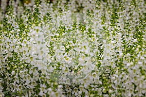 White flowers with honey bee of snapdragon (Antirrhinum majus) on the flowerbed. Antirrhinum majus, also called snapdragon, is an