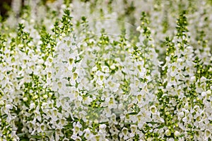 White flowers with honey bee of snapdragon (Antirrhinum majus) on the flowerbed. Antirrhinum majus, also called snapdragon, is an