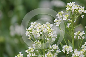 White flowers of Horseradish Armoracia rusticana, syn. Cochlearia armoracia plant close-up