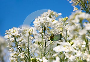 On white flowers horseradish on a background of the sky creeping green beetle of emerald color bronze photo