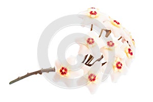 White flowers Hoya Carnosa