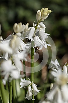 White flowers of Hyacinthoides hispanica also called Spanish bluebell or wood hyacinth