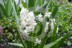 White flowers of hyacinths in the garden