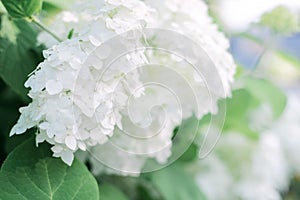 White flowers of hydrangea, blooming bush