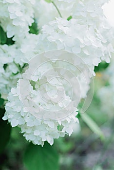 White flowers of hydrangea, blooming bush