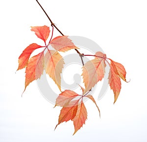 Branch of autumn leaves isolated on a white background. Parthenocissus quinquefolia. studio shot