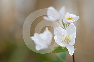White flowers of Isopyrum thalictroides blooming in forest, springtime in wild nature