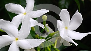 White flowers of Jasmine and rain