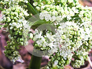 White flowers kale