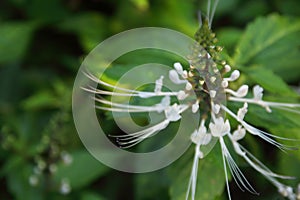 White flowers of Kidney Tea