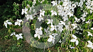 White flowers of Kousa Dogwood Tree.