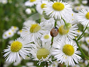 White flowers with the ladybird